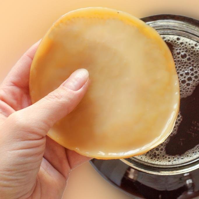 Qu'est-ce qu'un Scoby de Kombucha et où en trouver ?